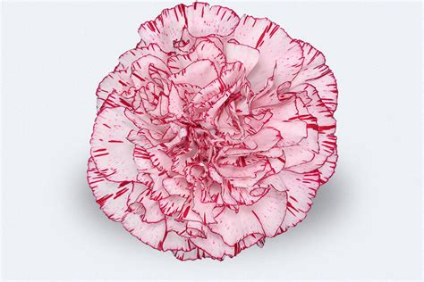 Colombia Direct Rex Carnations