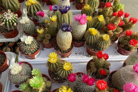 Comment créer un jardin de cactus 5 variétés originales