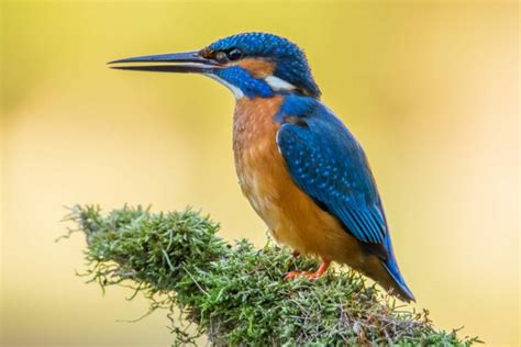 Kingfisher - ZOWIAC EN