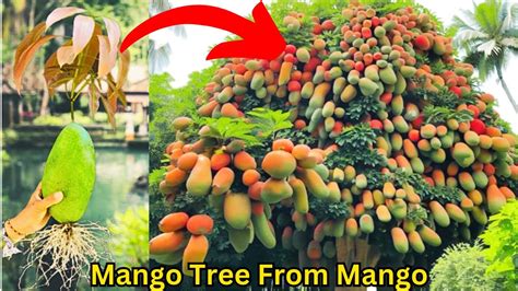 Easy Way To Grow Mango At Home With 100 Success How To Grow Mango