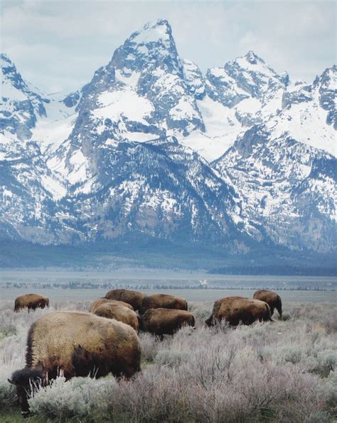 Bison In Grand Teton National Park Wyoming