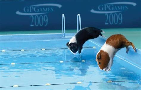 Guinea pig olympics - Guinea pig olympics! Photo (15703578) - Fanpop