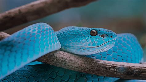 Sonhar Cobra Azul Desvende Todos Os Significados