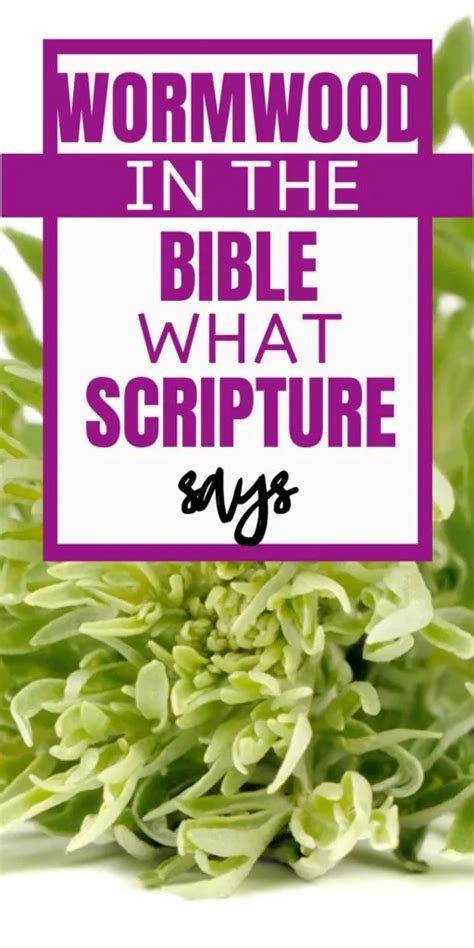 Wormwood In The Bible: What Scripture Says