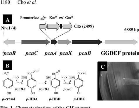 Figure 1 From Identification Of A P Cresol Degradation Pathway By A Gfp