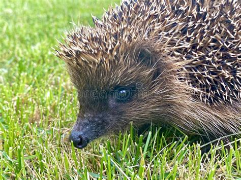 Hedgehog Portrait Stock Photo Image Of Close Closeup 183874948