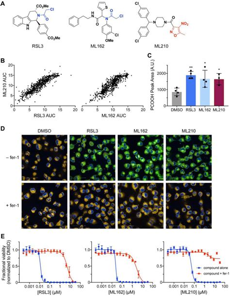 Targeting A Therapy Resistant Cancer Cell State Using Masked