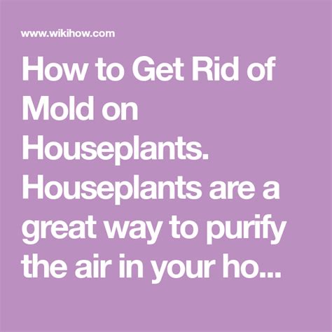 How To Get Rid Of Mold On Houseplants Houseplants Are A Great Way To Purify The Air In Your