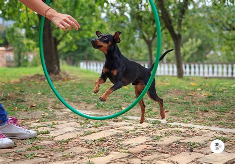 Como Adestrar O Cachorro Filhote - Como adestrar os cães filhotes? | Blog Colombo