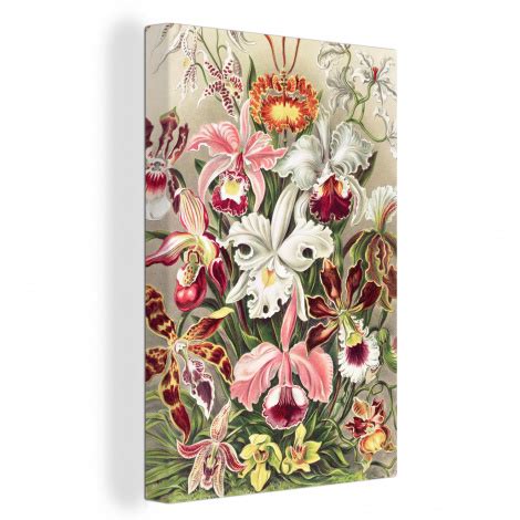 Canvas Bloemen Ernst Haeckel Vintage Orchidee Nu Korting