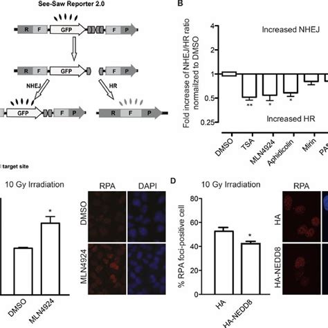 Protein Neddylation Inhibits Ctip Mediated Dna End Resection And Hr