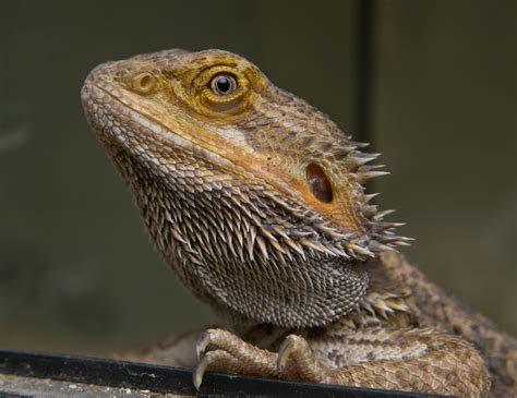 Move Over, 'Game of Thrones': 9 Real-Life 'Dragons' | Live Science