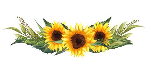 Best Sunflower Watercolor Illustrations, Royalty-Free Vector Graphics & Clip Art - iStock