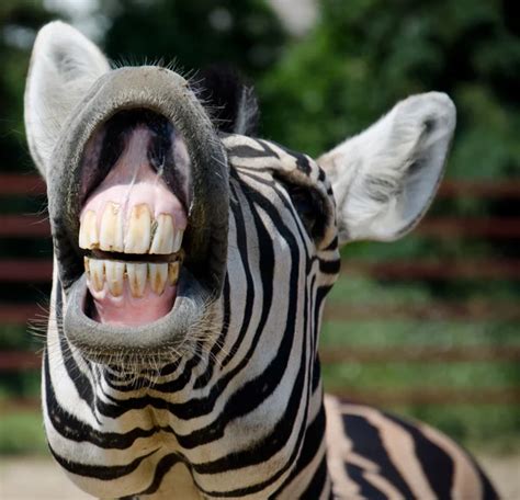 Pictures: funny zebra | Funny zebra — Stock Photo © hammett79 #27785349