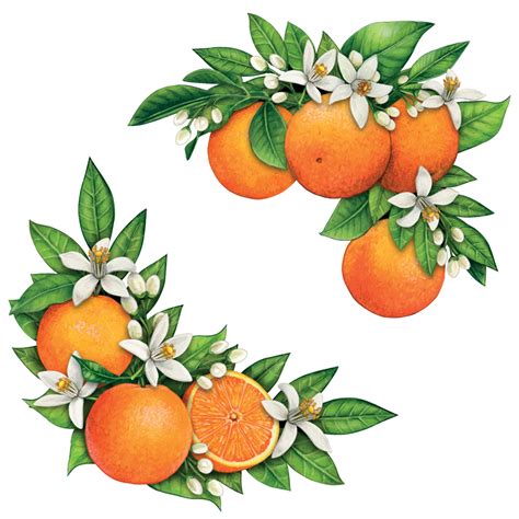 Watercolor Hand Drawn Realistic Oranges And Orange Flowers