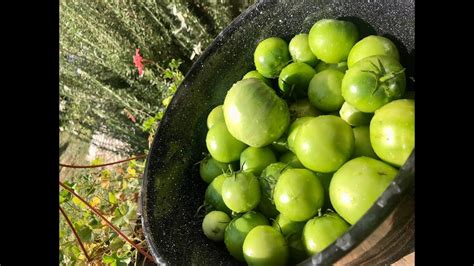 Zeleni paradajz sa belim lukom zimnica Green tomato with garlic Grüne