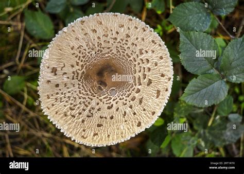 Wild Mushroom Giant Parasol Mushroom Stock Photo Alamy