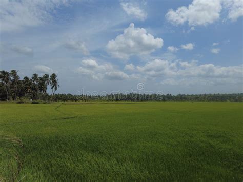 Green Paddy Fields Rice Farming In Kanyakumari District Tamil Nadu