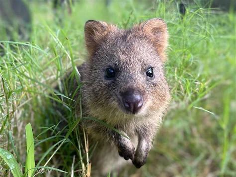 東松山埼玉県こども動物自然公園でしか会えないクオッカ体験メニューも リビング埼玉Web