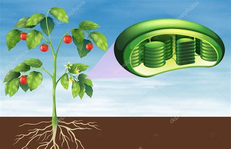 Anatom A De La C Lula Vegetal Archivo Im Genes Vectoriales