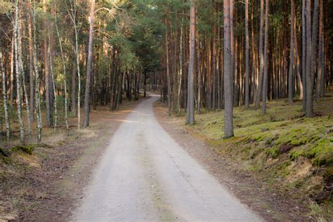 Le Na Droga Forest Road Free Stock Photos Rgbstock Free Stock