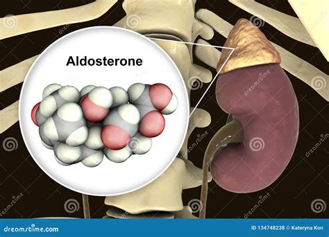 The hormone secreted by adrenal gland - naagoto