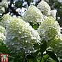 Hydrangea Paniculata Limelight Plants Thompson Morgan