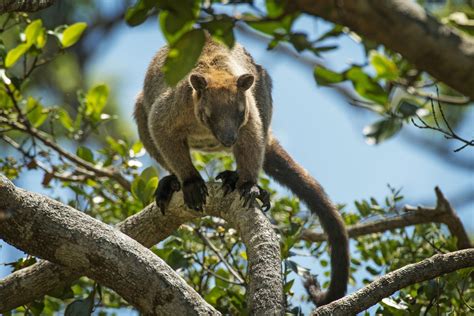 Fact File Australian Tree Kangaroos Dendrolagus Lumholtzi