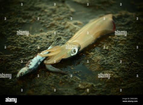 European Squid Or Common Squid Loligo Vulgaris Caught By Spin Fishing