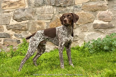 Minden Pictures German Shorthaired Pointer Canis Familiaris Male