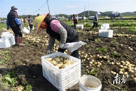 时评｜推动惠州农业现代化，更需优化营商环境南方plus南方