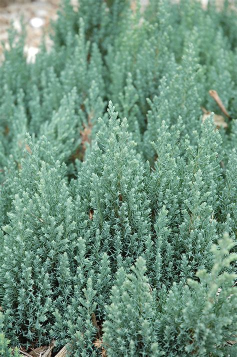 blue forest juniper juniperus sabina blue forest  inver grove