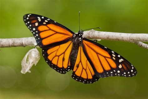 Fatos Fascinantes Sobre A Borboleta Monarca