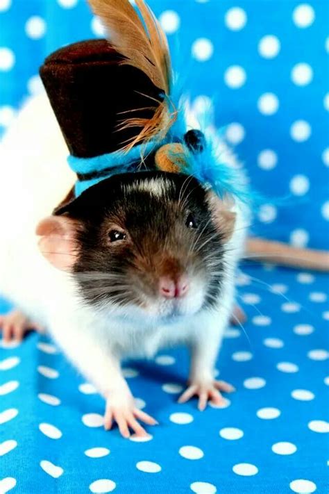 Rat Wearing An Adorable Hat Pet Rats Cute Rats Funny Rats