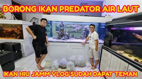 Hunting Ikan Predator Air Laut Tankmate Ikan Hiu Nya Jamm Vlog