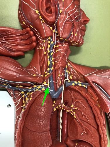 Anatomy Chapter Lymphatic System Flashcards Quizlet