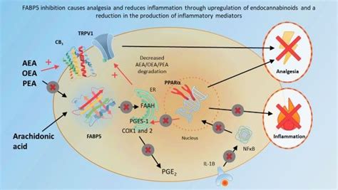 Fabp5 Inhibitors As A Novel Strategy Of Modulating The Endocannabinoid