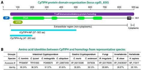 Cryptosporidium Parvum T Cell Immunomodulatory Protein Homolog Cptiph