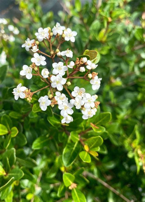 White Flowering Tree Identification