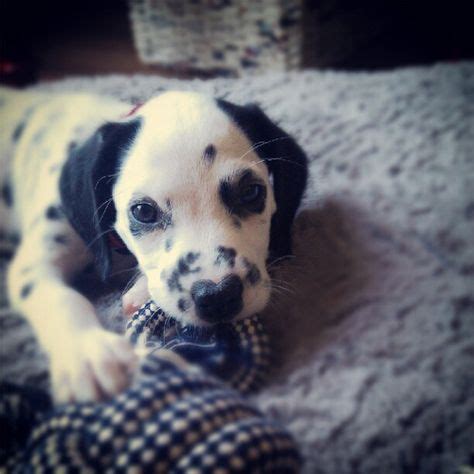 Adorable Dalmatian Puppies for Sale