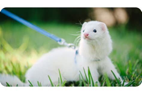 All Types of Ferrets & Their Different Breeds (Updated)