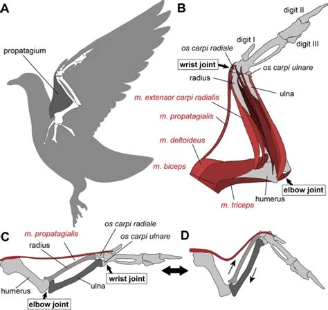 How Did Birds Get Wings? We May Have Found The 'Missing Link' in Dinosaur Fossils - Science News