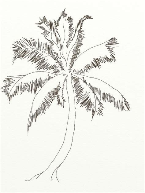 Coconut Tree Pencil Drawing