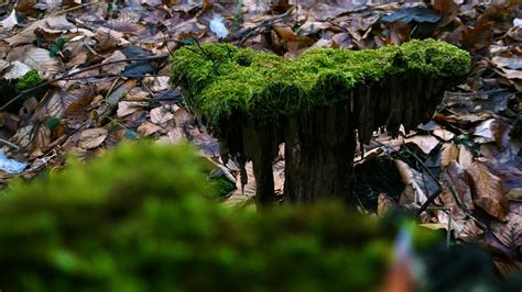 Bokeh Nature Forest Tree Stump Fallen Leaves Moss Hd Wallpaper