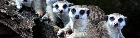 10 Marvelous Meerkat Facts About Africa's Famous Mammals