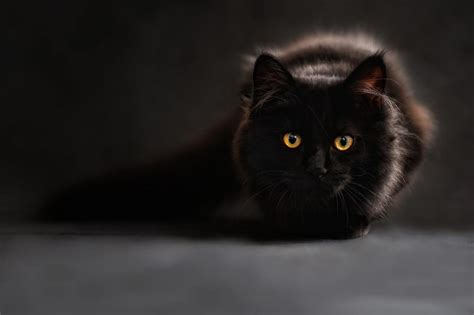 7 Ras Kucing Warna Hitam Yang Elegan And Menawan Kucingmania