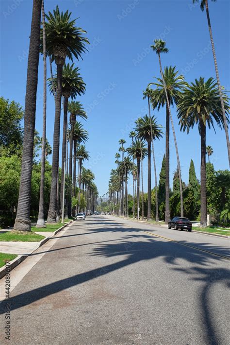 The Famous Palm Tree Street In Beverly Hills Between North Santa Monica Boulevard And Sunset