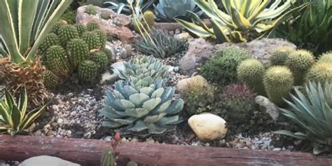 Cactus Garden Ideas - GardenProfy