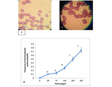 A Photomicrograph Showing Small Micronucleus In Blood Cells From