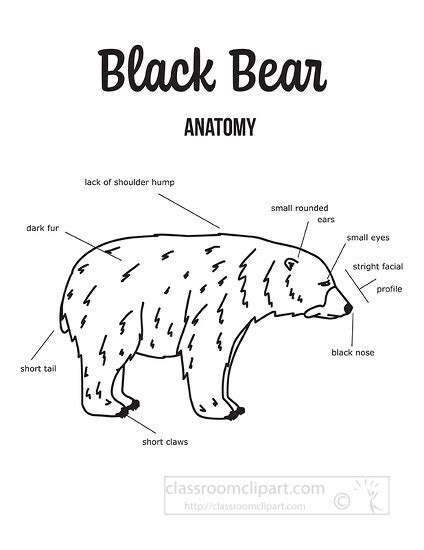 Bear Clipart-black bear anatomy outline